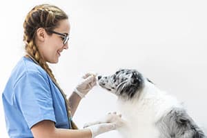 獣医での定期健診