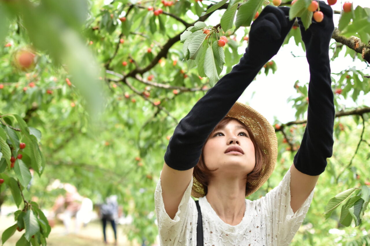 英語で じっくり選ぶ を表したい時は Cherry Pickが使える 英会話スクールが教える生きた英語表現 Nova Learning 英語で じっくり選ぶ を表したい時は Cherry Pickが使える 英会話スクールが教える生きた英語表現 Nova Learning