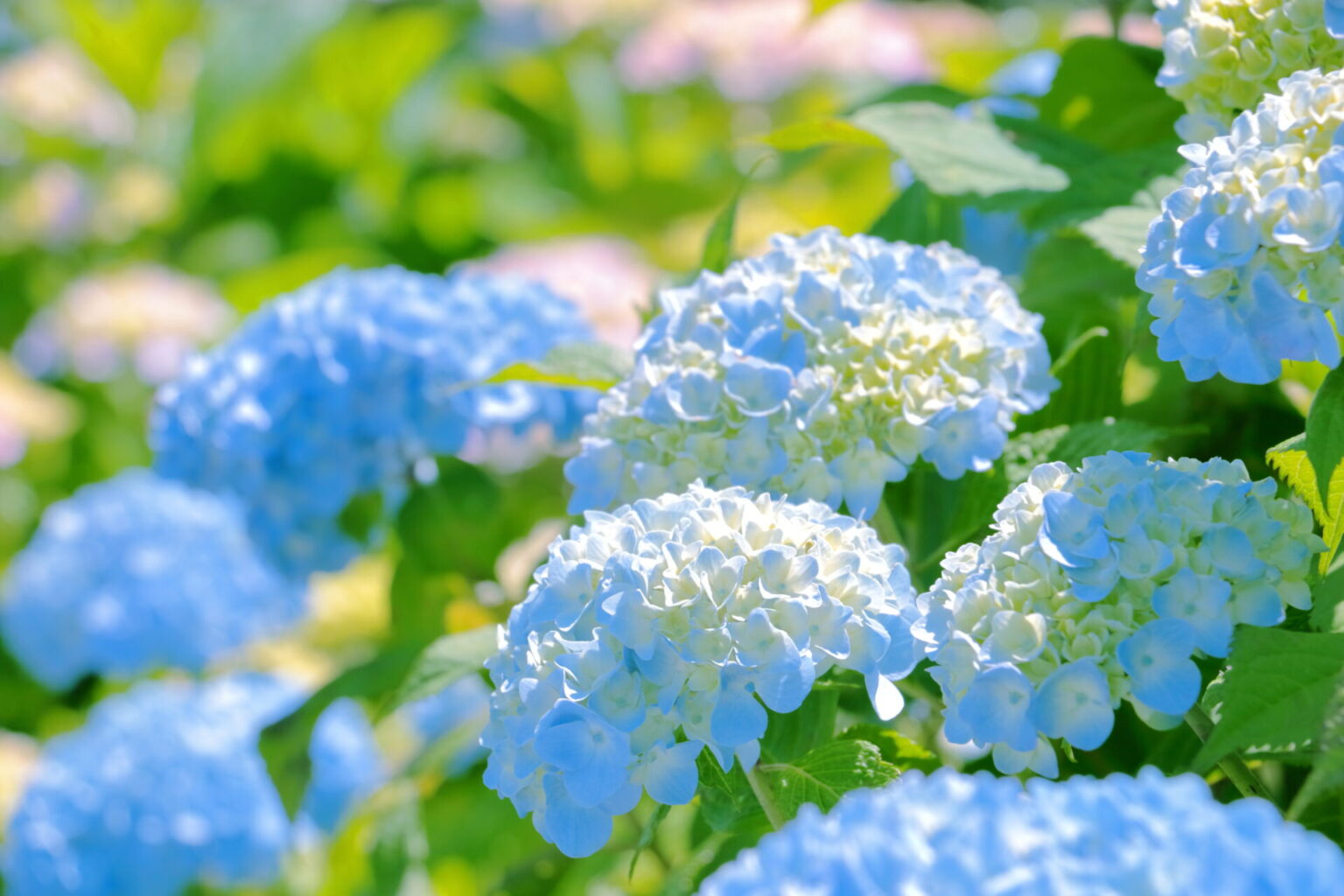 プレゼントを送ろう！英語で花言葉