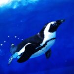 泳ぐ　ケープペンギン