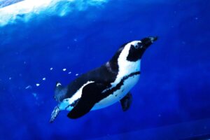 英語でイマドキNEWS「Runaway penguin found safe in Japan」