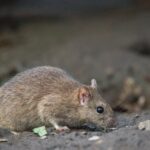ネズミにまつわる英語表現いろいろ