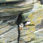 英語でイマドキNEWS「It's puffin tossing season in Iceland」