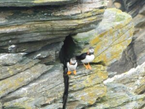 英語でイマドキNEWS「It’s puffin tossing season in Iceland」