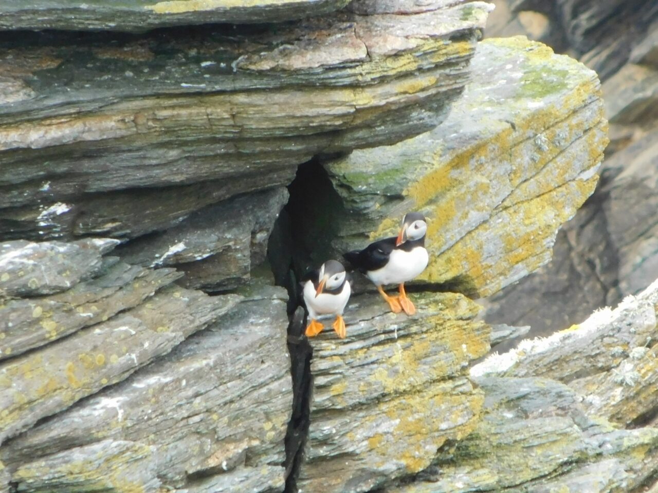 英語でイマドキNEWS「It's puffin tossing season in Iceland」