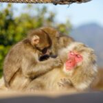 サルにまつわる英語表現いろいろ