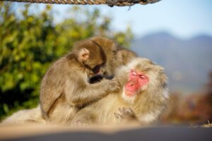 サルにまつわる英語表現いろいろ