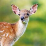 シカにまつわる英語表現いろいろ
