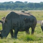 サイにまつわる英語表現いろいろ