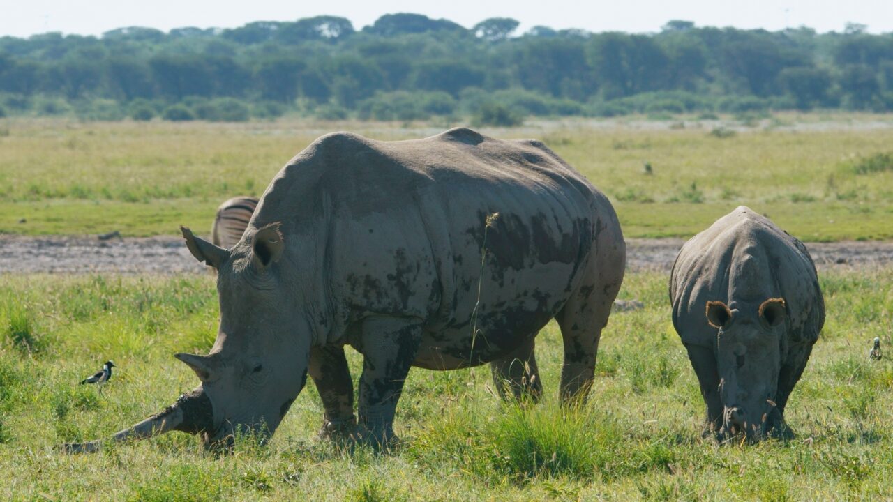 サイにまつわる英語表現いろいろ